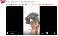 西贝官微视频详解：西贝的有机西蓝花为什么是速冻的？