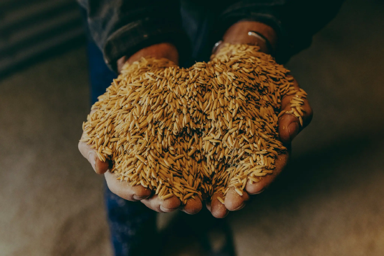 密西西比三角洲农情惨淡 农户无奈考虑任由庄稼腐烂