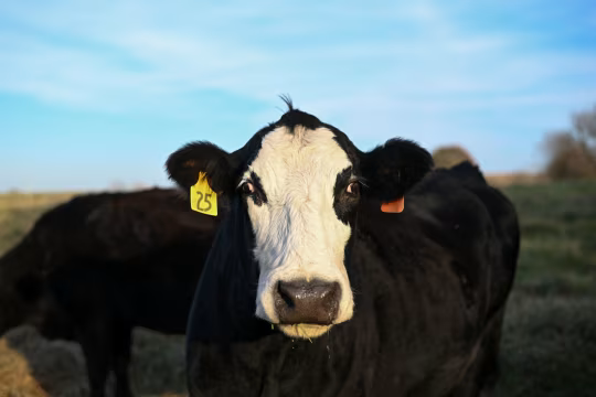 美国牛肉行业向消费者喊话：习惯高价吧