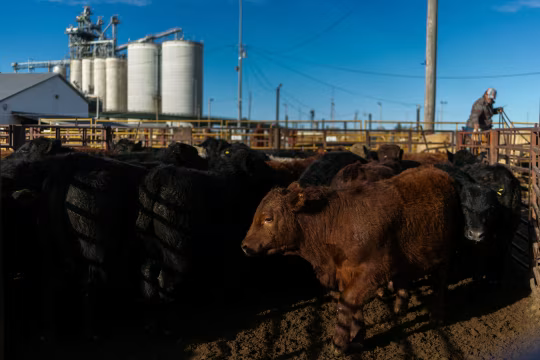 美国牛肉行业向消费者喊话：习惯高价吧