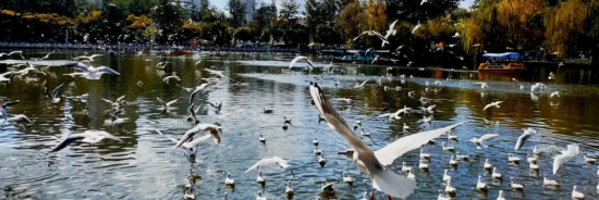 【申万宏源研究春节见闻】昆明：春城烟火漫江畔，茶咖飘香引客来