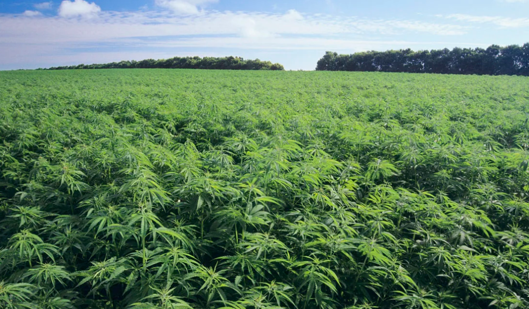 炸裂！曾经的“国民奶粉”，竟然押注工业大麻，起诉大麻种植公司还被反诉