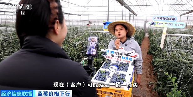 视频|降价超30%！蓝莓价格“跳水”