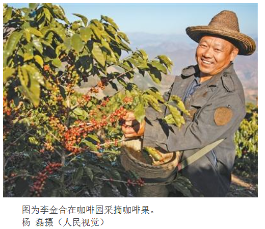 云南保山以咖为景、发力精品——国产咖啡有“咖位”(经济新方位·服务业扩能提质)